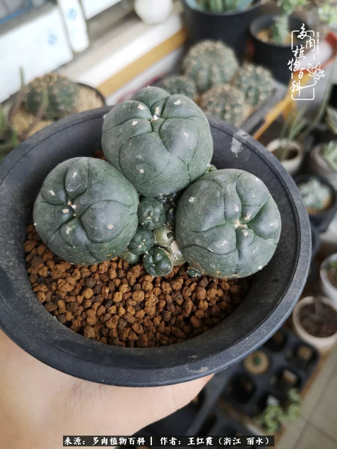 仙人球露养条件,仙人球的露养方法