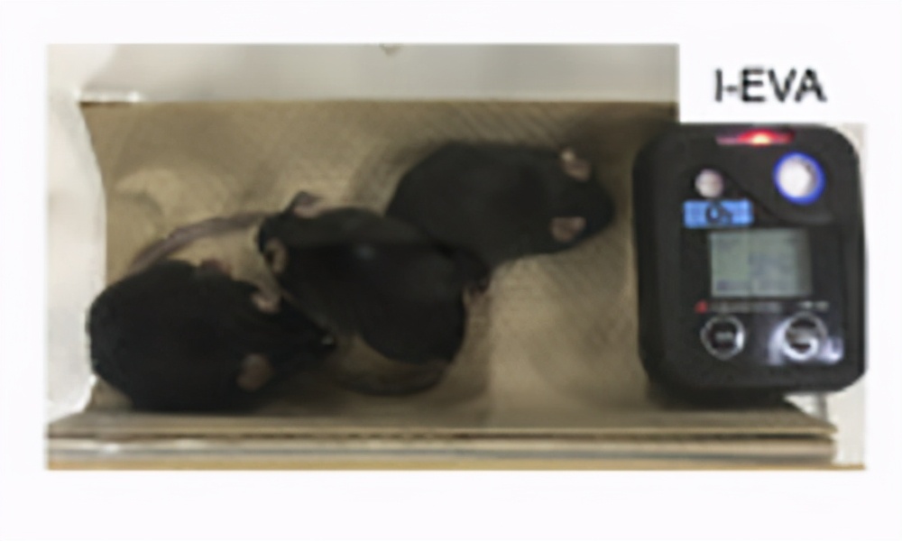 日本称人类可用肛门呼吸，还能治疗新冠，网友：那想放屁怎么办？