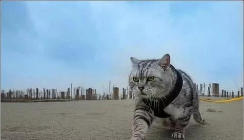 猫和同体型小老虎,猫咪从小和老虎长大后的样子