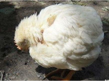 养殖户头疼是怎么回事,养殖户鸡两边眼睛肿怎么治疗呢