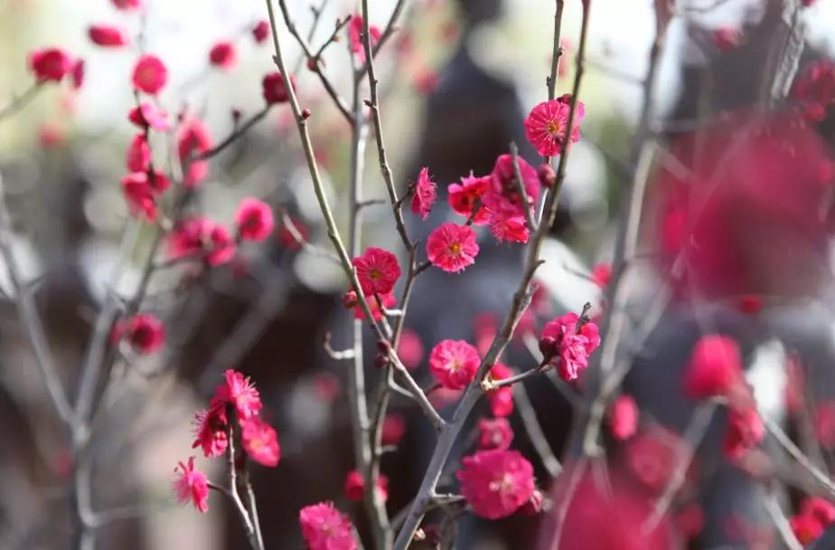 西安的春天到底有多美？我要打包送给你