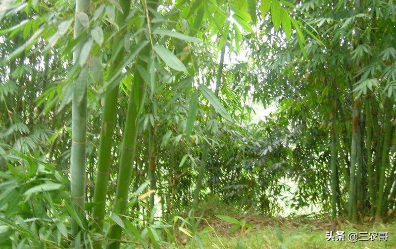 土地撂荒退耕还林,土地退耕是要等2027年吗