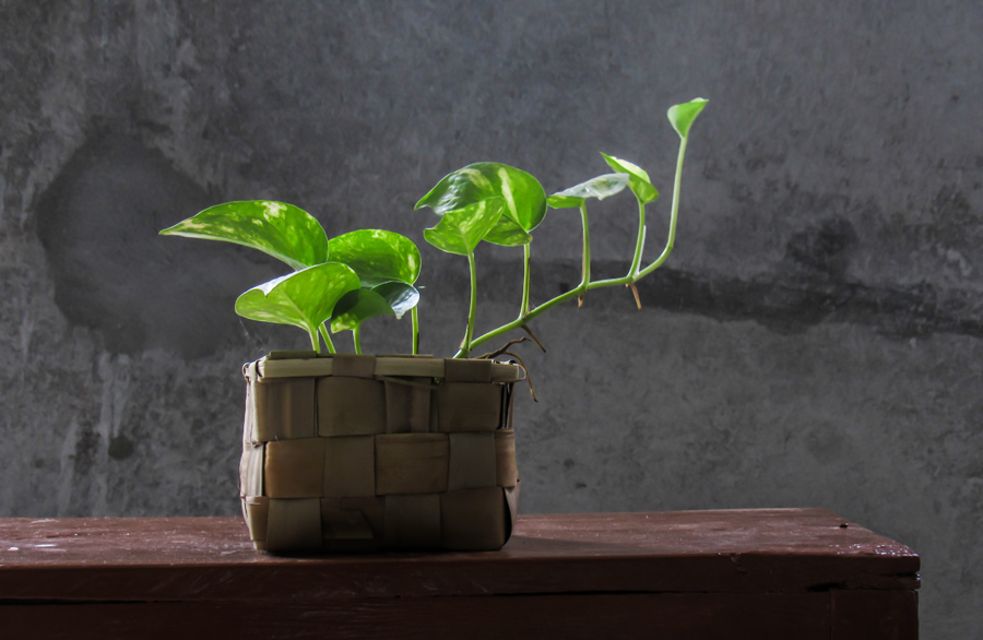 水培绿萝已经长得很茂盛怎么养护,水培绿萝如何养殖越长越旺盛