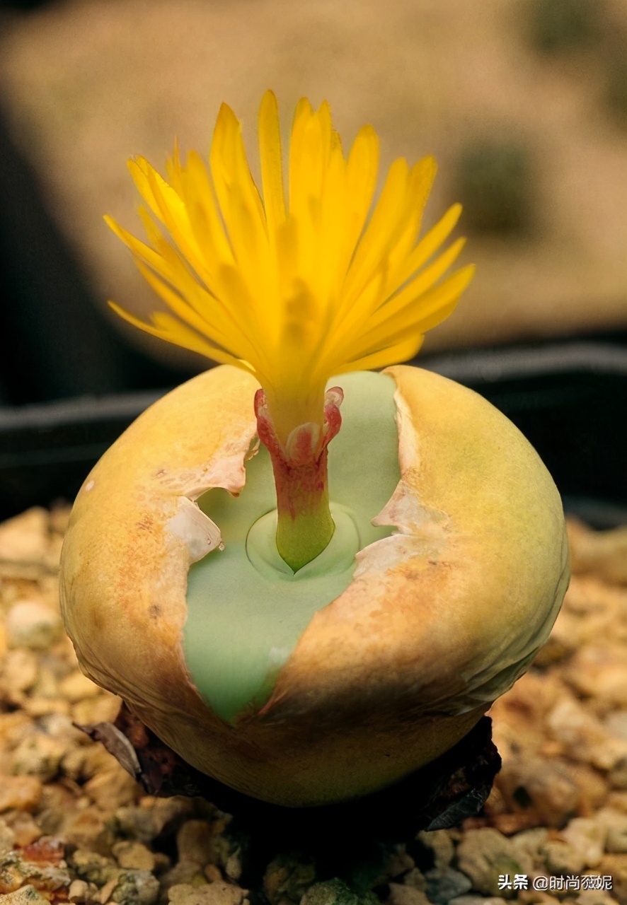 生石花扒皮好还是蜕皮好,生石花蜕皮的正确方法