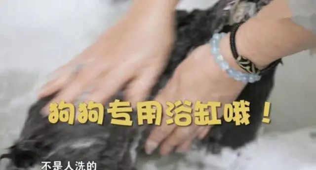 周海媚宠物狗狗,周海媚生前养的4个狗狗被曝光了