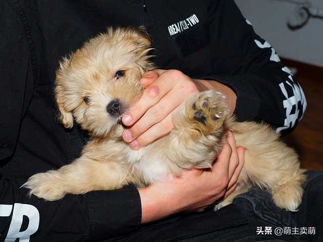 泰迪犬有这些症状说明被人宠爱着,泰迪狗粘人