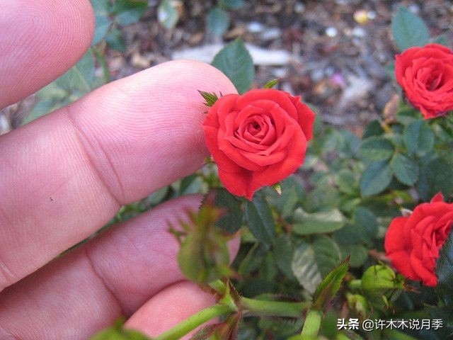 月季的养护方法和管理,月季的养护方法及注意事项