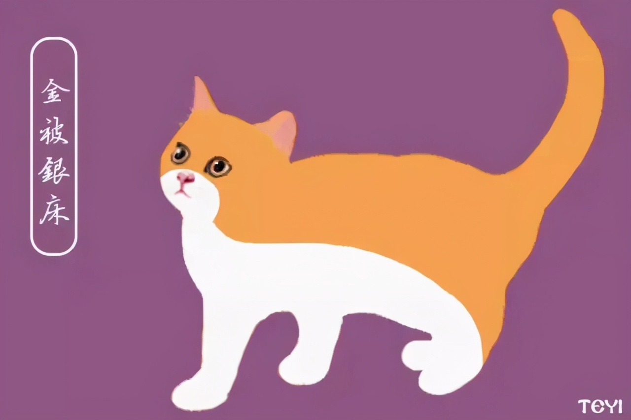 中华田园猫的品种介绍和图片大全,常见中华田园猫品种名称