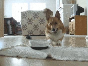 真铲屎官出门遛狗正确方式,为什么铲屎官不建议养狗