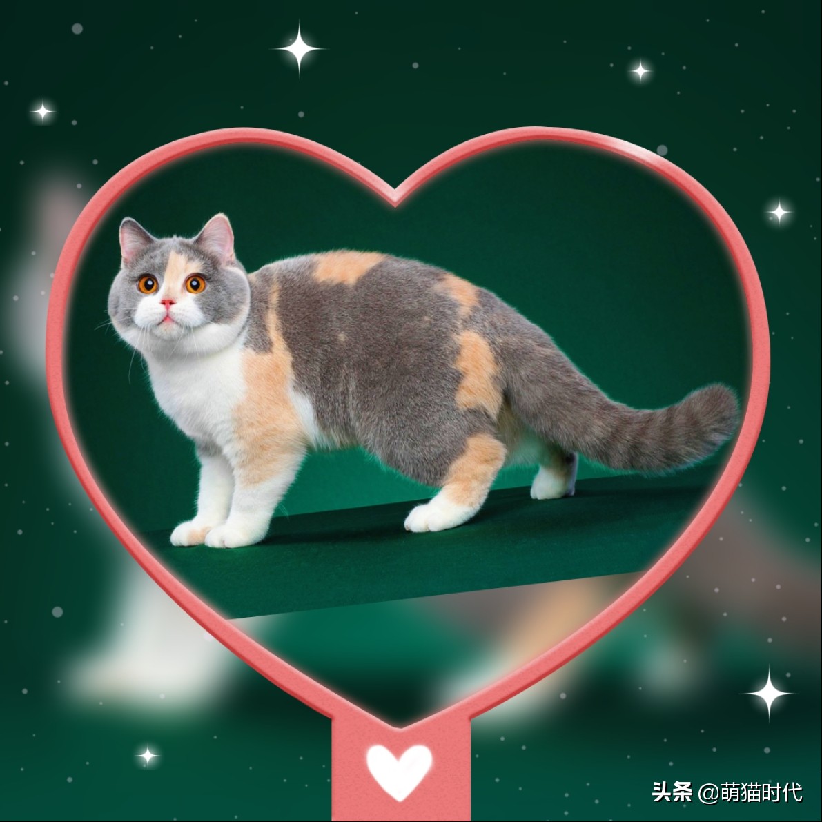 怎么判断猫咪的视力和听力,认知小猫