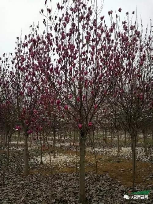 盲人算卦的祖师爷,北寺庄盲人算卦