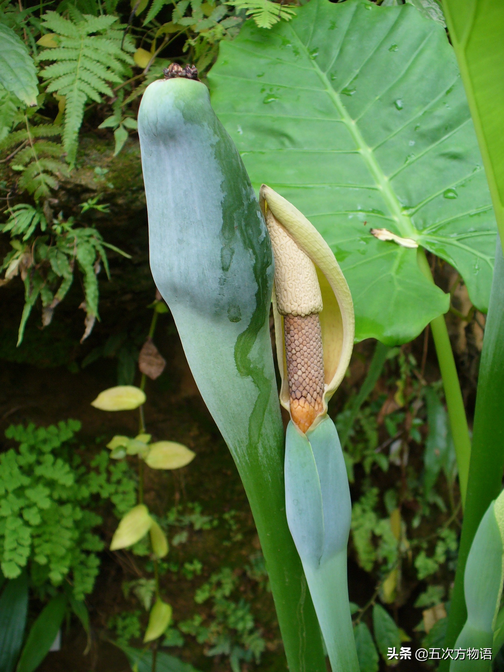 天南星不适合什么人吃,天南星跟南星一样吗有毒吗
