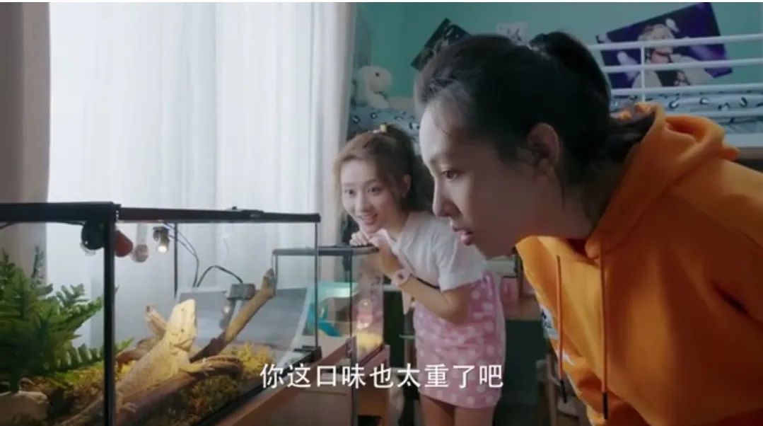 云养猫真的有必要吗 (真正的云养猫)