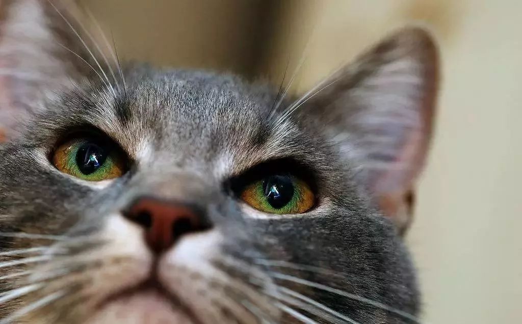 猫咪流黄色鼻涕打喷嚏眼屎多,猫咪换了猫粮眼屎多是怎么回事