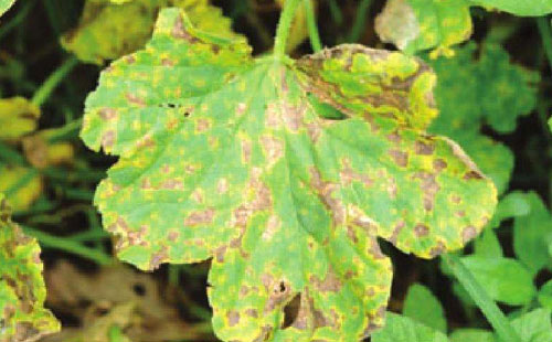 甜瓜叶斑病与霜霉病差异对比,甜瓜棒孢叶斑病图片和防治方法