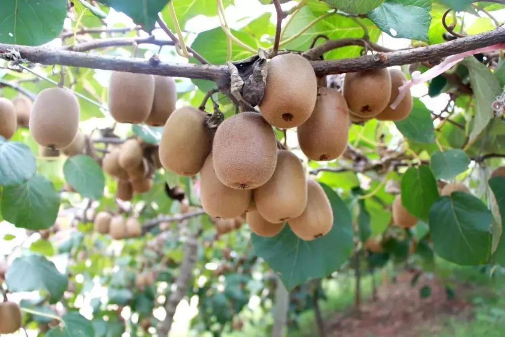 品牌故事康师傅,品牌故事冠生园