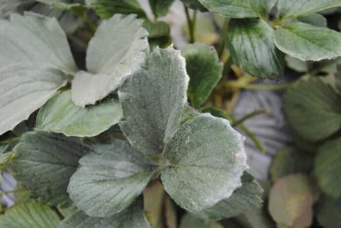 草莓大棚红蜘蛛正确打法,防治温室草莓红蜘蛛