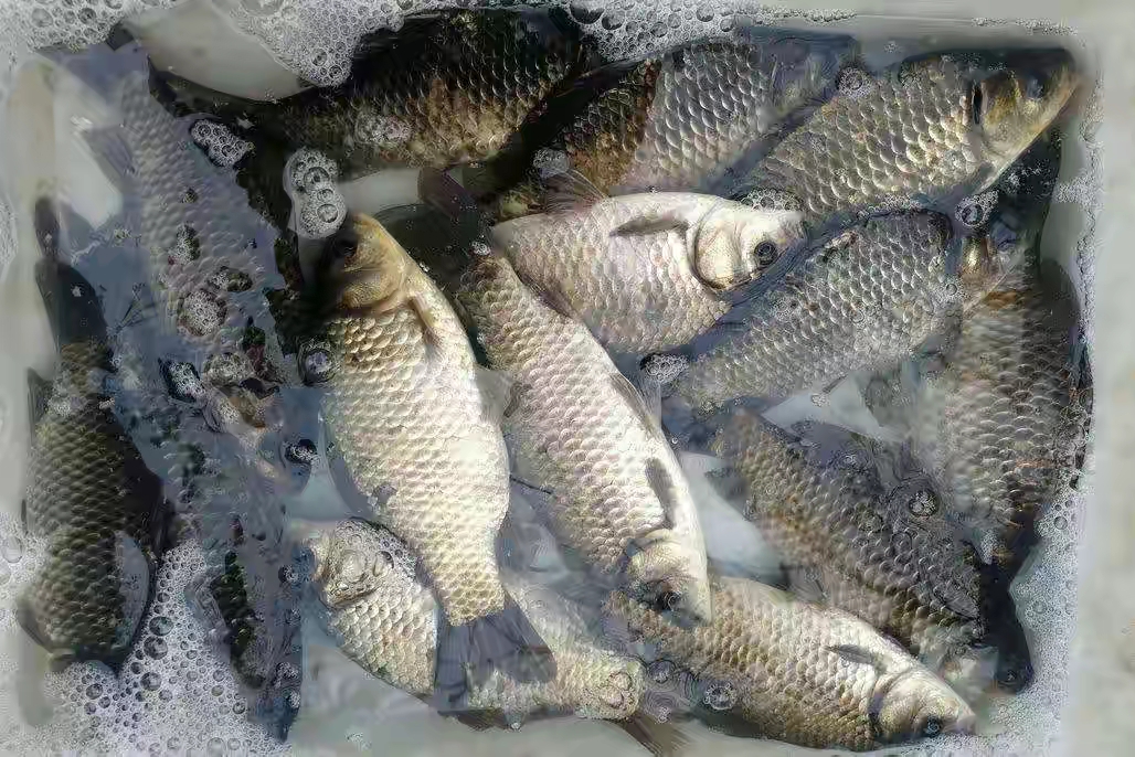 夏天买鱼容易死,夏天买鱼要怎么选