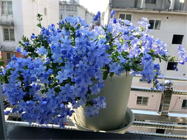 阳台养蓝雪花棒棒糖,阳台养绣球花爆盆