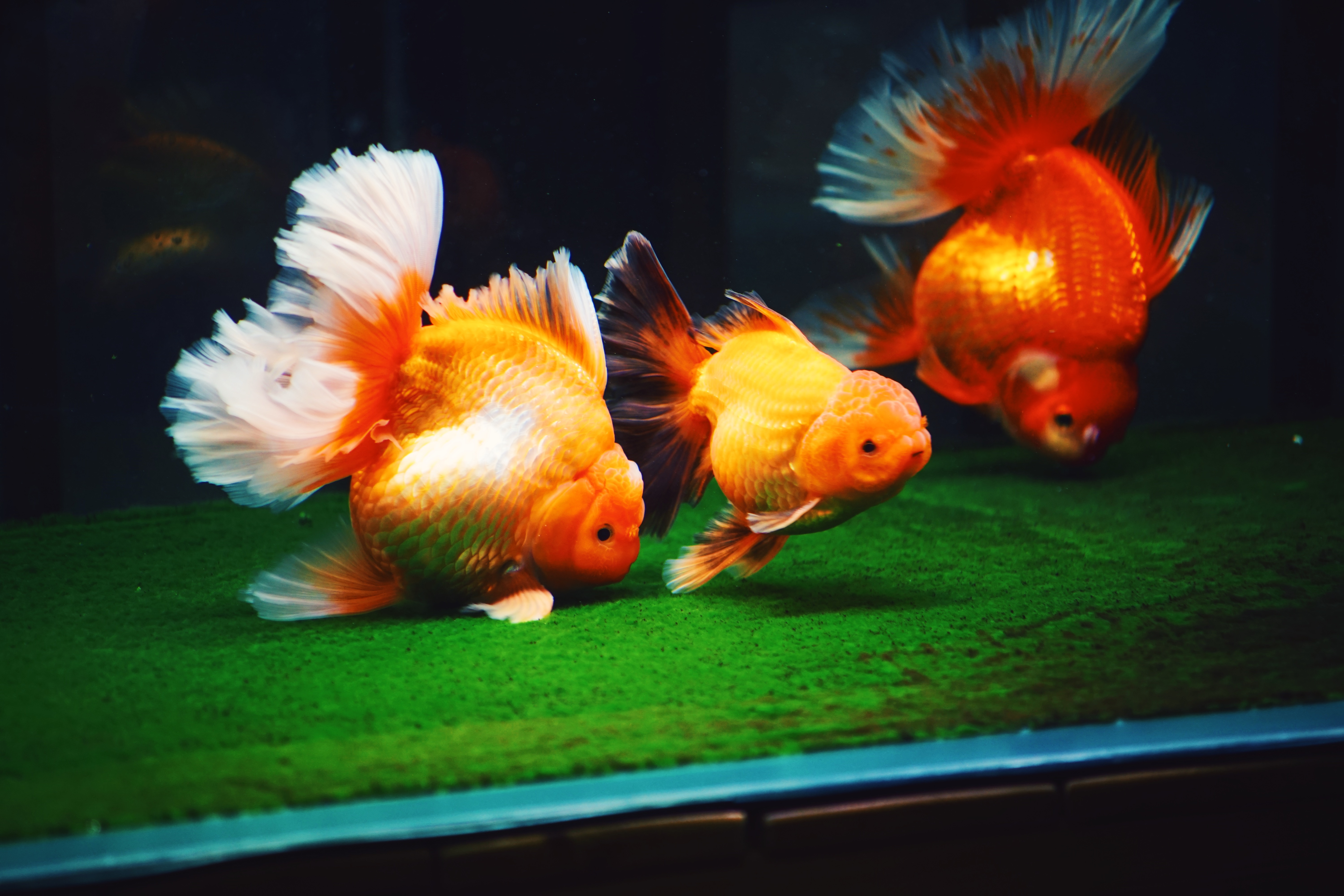 春暖花开疫情马上过去,金鱼的饲养方法及注意事项