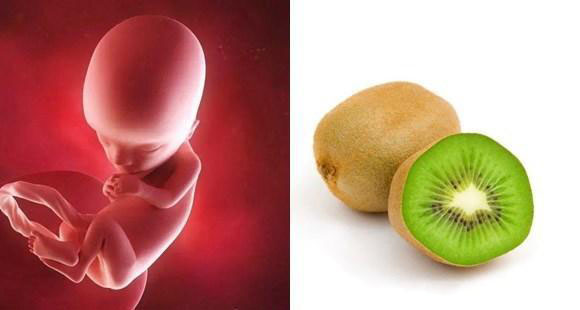 胎儿14个月的10张图片,胎儿1-40周水果对比图