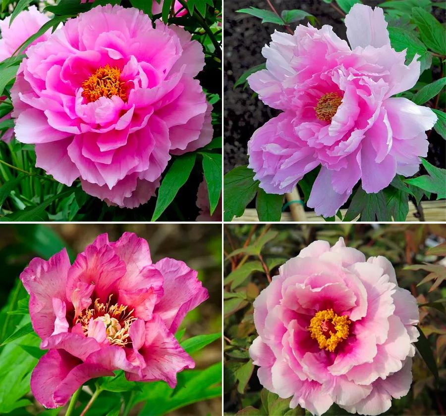 中国风画儿童画教程,色彩儿童画入门教程