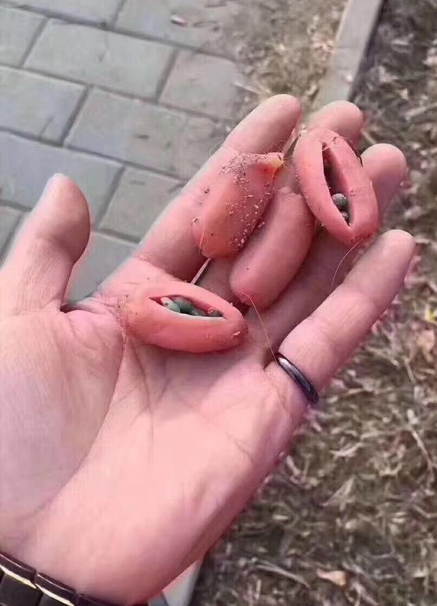 小区300多头狗被毒死,狗在小区被毒死是什么案件