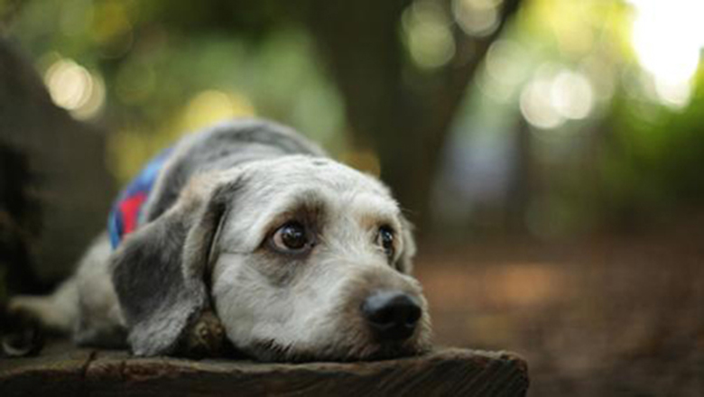 领养狗狗可以挑选品种和年龄么,领养狗狗要领养什么样子的好