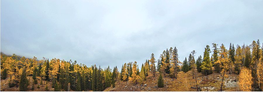 儿童画漂亮的森林,创意儿童画教程美丽的银杏树叶