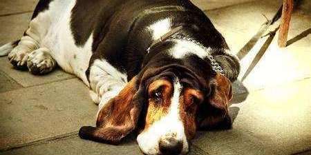 狗狗去世如何处理,狗狗去世了怎么处理