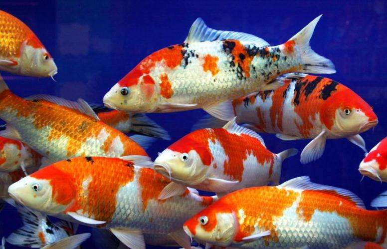 锦鲤鱼饲养不用过滤器可以吗,室内养锦鲤鱼要不要加盐