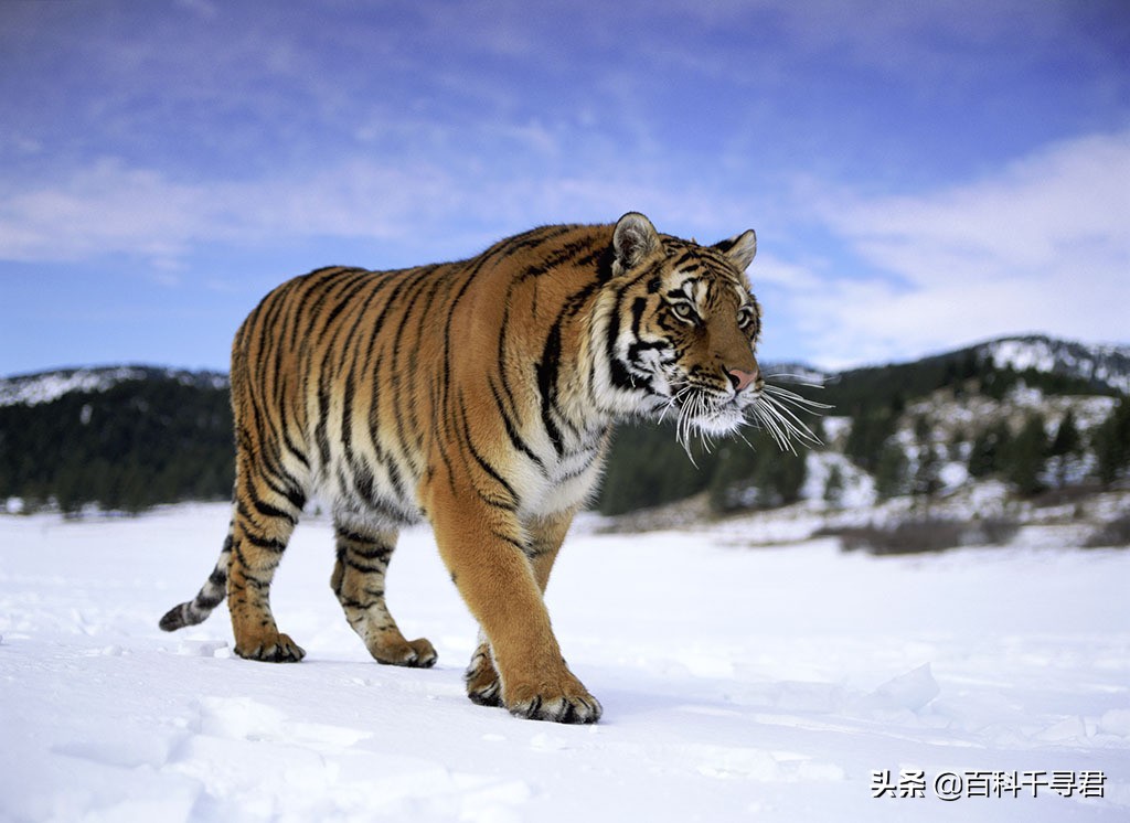 王者也会栽跟头——盘点在野生环境中杀死过成年老虎狮子的动物