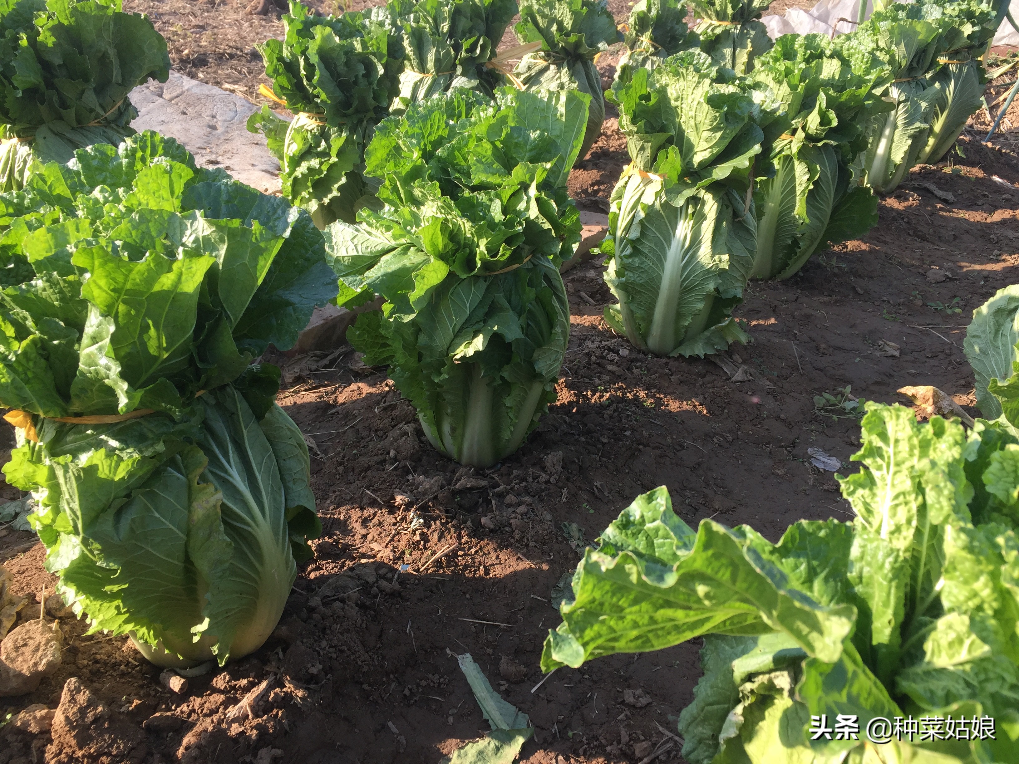 白菜萝卜有虫怎么治用什么药,怎样防止白菜菜青虫