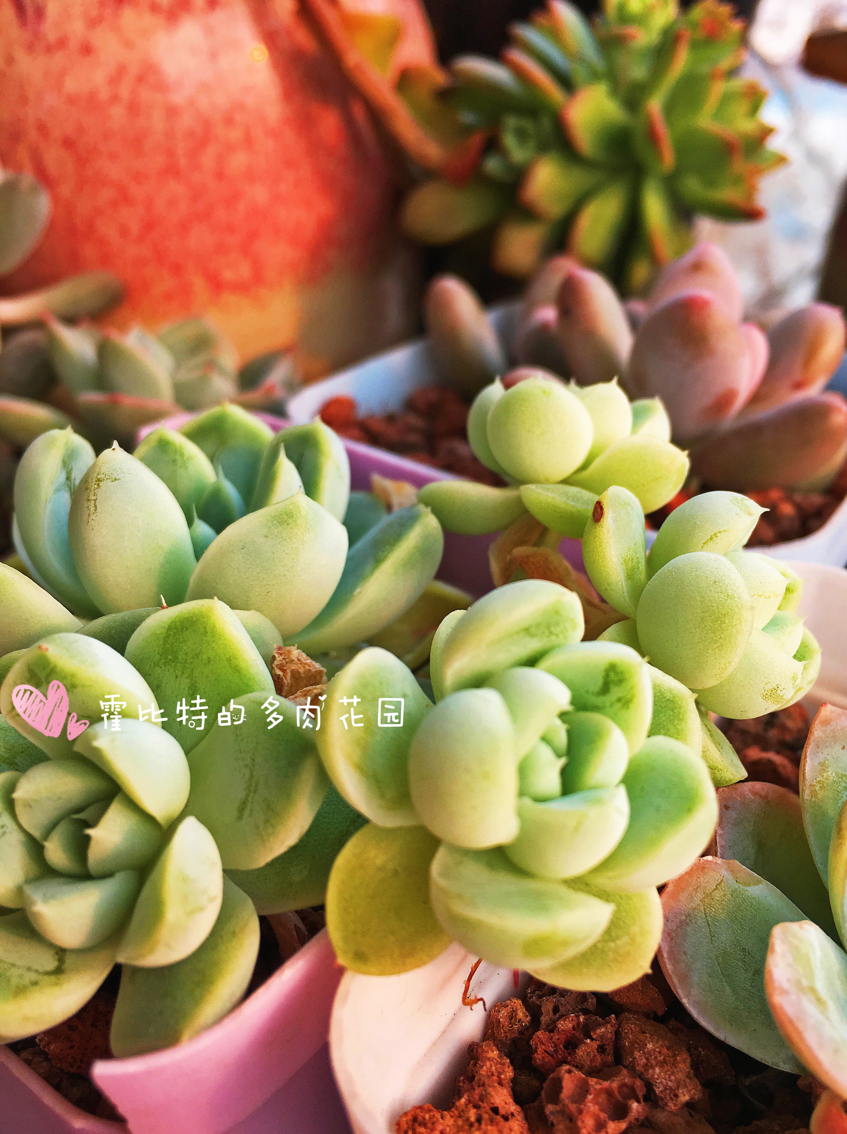 买多肉买花盆,买多肉植物品种靠谱吗