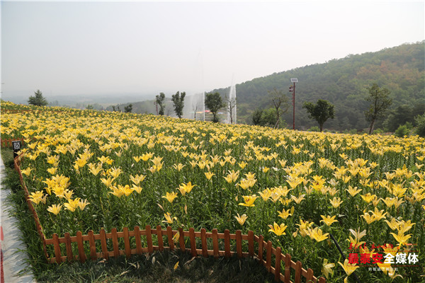 聚焦*安泰**看发展|以花为媒,惠美“泰山•百合和园”田园综合体花开最美乡村