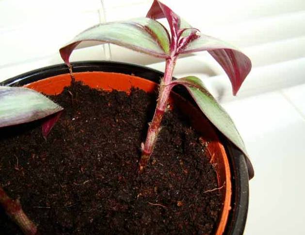 剪个花枝就能开花的植物,枝条就能存活的盆栽植物