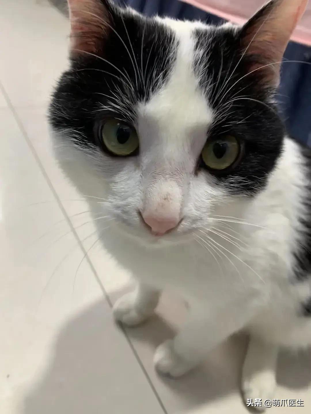 养了几年的猫有跳蚤,养了一年的猫还咬主人