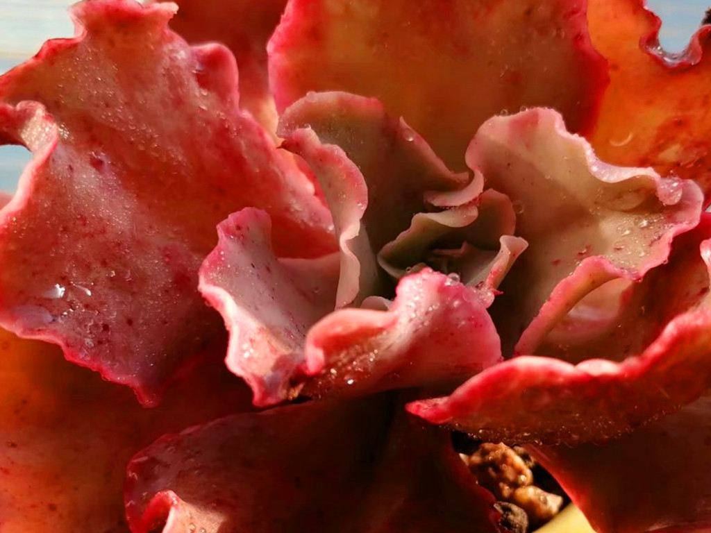 多肉叶片化水是什么原因造成的,多肉淋雨叶片化水怎么办