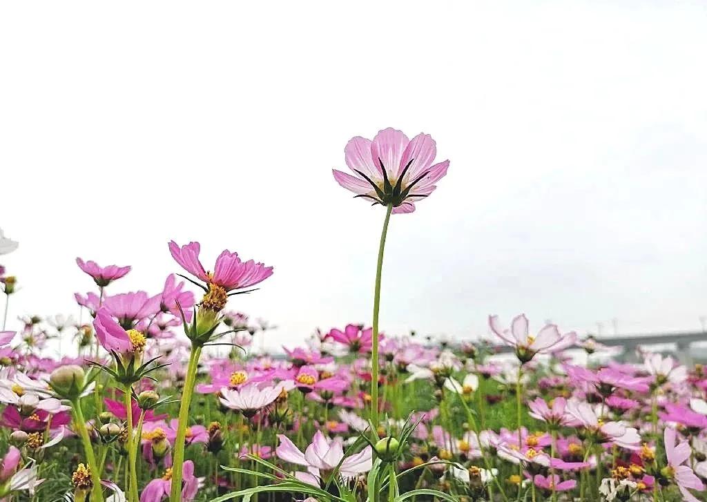 美美美！余杭七大花海组团来袭，遍地繁花好似人间仙境