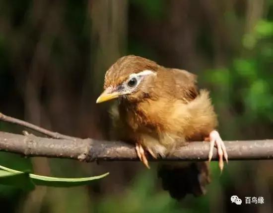 画眉鸟被压口有什么表现,画眉鸟被压口最快恢复