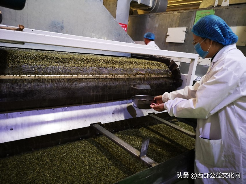 金苹果，是河西走廊一颗璀璨的明珠