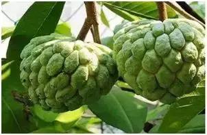 新农业创业项目种植什么好,10个农业致富项目据说很靠谱