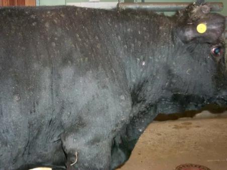 牛结节性皮肤病中医如何治疗,牛结节性皮肤病宣传资料