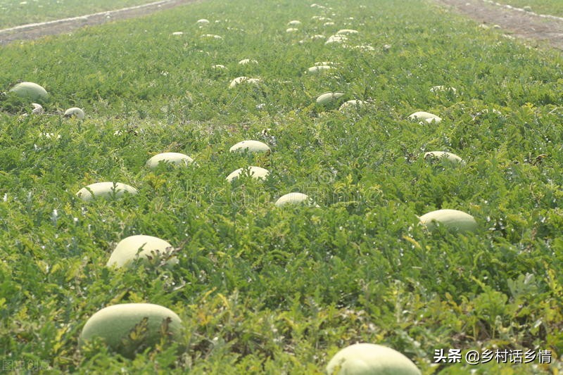 西瓜甜瓜种植技术大全,种南瓜香瓜怎样高产