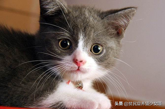 猫为什么会胡子长,辟谣猫弓形虫