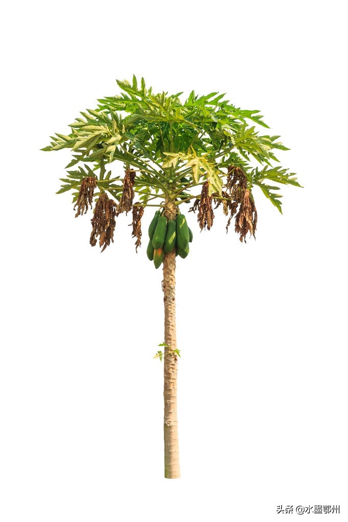 木瓜树的种植管理技术,木瓜树的栽培技术的视频