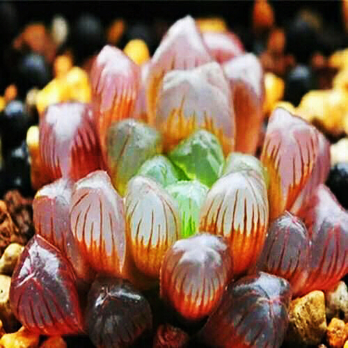 冰灯玉露多肉,冰灯玉露多肉植物