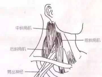 手臂发麻又酸痛是怎么回事,手臂总感觉发麻是什么原因
