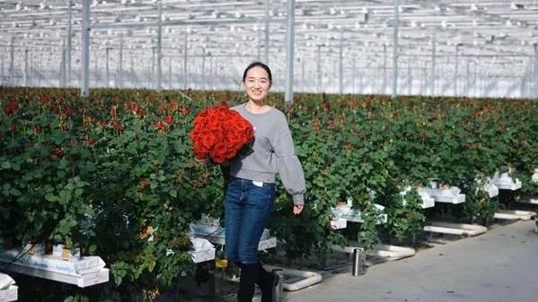 智能化玫瑰种植大棚,3000亩超大阳光玫瑰种植基地