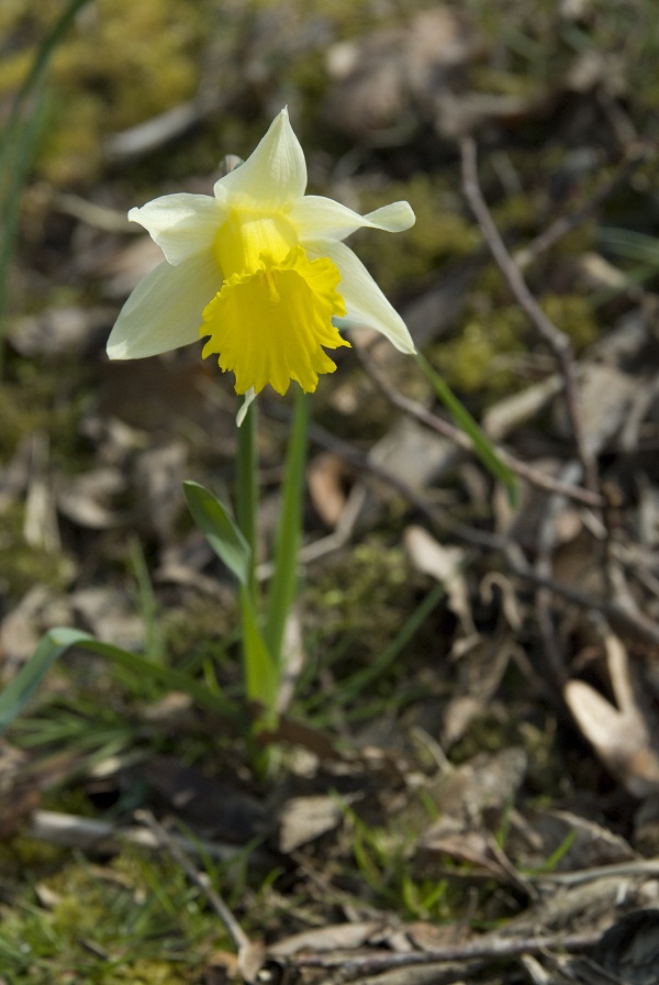 1月至12月生日花的花语,什么花语是祝福生日快乐的花